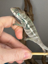 Load image into Gallery viewer, Side view of hybrid Panther Chameleon on a branch, colors developing beautifully
