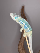 Load image into Gallery viewer, Ambanja × Ambilobe hybrid Panther Chameleon ready for a new home