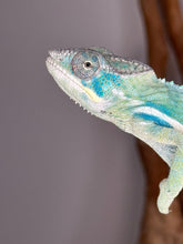 Load image into Gallery viewer, Side view of Ambanja × Ambilobe hybrid Panther Chameleon highlighting blue-bar pattern