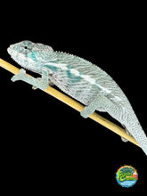 Load image into Gallery viewer, Young Ambanja × Ambilobe hybrid Panther Chameleon showing emerging blue colors