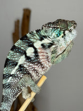 Load image into Gallery viewer, Close-up side profile of Ambanja Panther Chameleon with vibrant turquoise and red markings