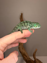 Load image into Gallery viewer, Side view of a juvenile Ambanja Panther Chameleon showing developing blue and green colors