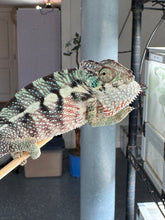 Load image into Gallery viewer, Ambanja Panther Chameleon displaying full color with deep blues, emerald greens, and red highlights during color change