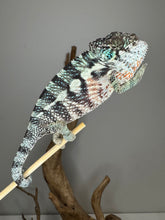 Load image into Gallery viewer, Ambanja Panther Chameleon actively hunting and feeding, showing off bright turquoise and green coloration