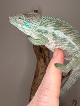 Load image into Gallery viewer, Hand-tame Ambanja Panther Chameleon from Avatar x Blue Magic bloodline