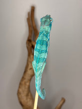 Load image into Gallery viewer, Healthy young Ambanja Panther Chameleon available from FramsChams