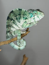Load image into Gallery viewer, Confident juvenile male Ambanja panther chameleon displaying classic green coloration