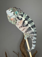 Load image into Gallery viewer, Ambanja Panther Chameleon perched on branch displaying vivid blues, greens, and red highlights