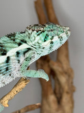 Load image into Gallery viewer, Calm Ambanja Panther Chameleon perched on a branch