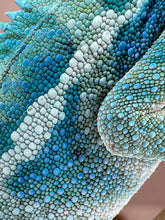 Load image into Gallery viewer, Ambanja Panther Chameleon growing into deep Avatar blues