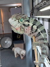 Load image into Gallery viewer, Sassy Ambanja Panther Chameleon showing attitude with flared colors, raised head, and confident posture at FramsChams