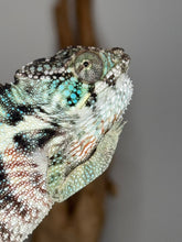 Load image into Gallery viewer, Feisty Ambanja Panther Chameleon showing attitude with flared colors and alert posture