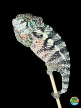 Load image into Gallery viewer, Ambanja Panther Chameleon showing bold blue and green colors with confident attitude at FramsChams