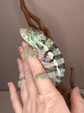Load image into Gallery viewer, Close-up of Ambanja Panther Chameleon highlighting vibrant blues, greens, and flashes of red.