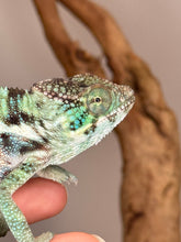 Load image into Gallery viewer, Full-body view of Ambanja Panther Chameleon, showing unique coloration and energetic stance.