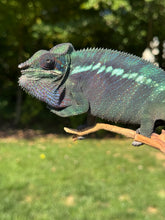 Load image into Gallery viewer, Ambanja Panther Chameleon perched on branch