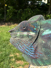 Load image into Gallery viewer, Juvenile Panther Chameleon showing calm temperament