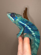 Load image into Gallery viewer, Hand-tame Ambanja Panther Chameleon sitting calmly