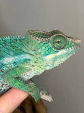 Load image into Gallery viewer, Jewel-toned Ambilobe Ambanja hybrid panther chameleon perched calmly