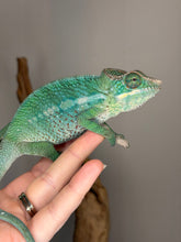 Load image into Gallery viewer, Captive-bred juvenile panther chameleon displaying teal and green hues