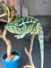 Load image into Gallery viewer, Young Ambilobe × Ambanja panther chameleon with developing coloration