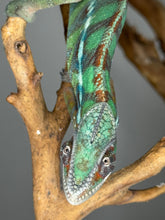 Load image into Gallery viewer, male ambilobe chameleon displaying blue bars and calm posture