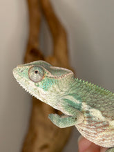 Load image into Gallery viewer, Young Ambilobe Panther Chameleon showing early signs of future color development
