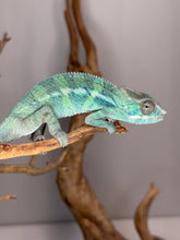 Load image into Gallery viewer, Ambilobe Panther Chameleon showing layered blue barring and strong saturation