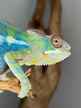 Load image into Gallery viewer, ambilobe panther chameleon male with vivid neon colors