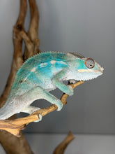 Load image into Gallery viewer, ambilobe panther chameleon male perched on branch, cautious stance