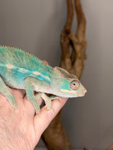 Load image into Gallery viewer, side profile of teal-barred ambilobe panther chameleon male