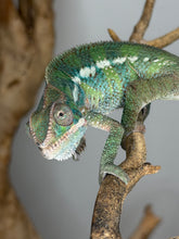 Load image into Gallery viewer, Side view of young Ambilobe panther chameleon male