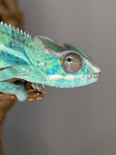 Load image into Gallery viewer, Well-structured juvenile Ambilobe Panther Chameleon developing rich blues