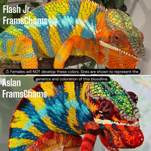 Load image into Gallery viewer, Flash Jr. and Aslan, sires from the Aslan x Flash Jr. Ambilobe Panther Chameleon pairing