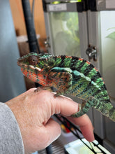 Load image into Gallery viewer, Ambilobe Panther Chameleon perched with striking colors