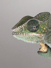 Load image into Gallery viewer, Close-up of a male Ambilobe Panther Chameleon showing early color development