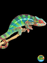 Load image into Gallery viewer, Juvenile Ambilobe Panther Chameleon showing deep green, blue, and red coloration developing with age