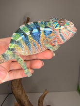 Load image into Gallery viewer, Young Ambilobe Panther Chameleon from Flash Jr x Aslan bloodline showing strong genetics and emerging color depth