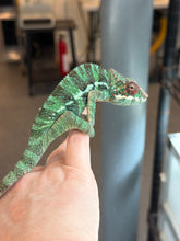 Load image into Gallery viewer, Detailed close-up of male Ambilobe Panther Chameleon face and coloration from Flash Jr. × Aslan bloodline