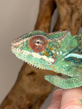 Load image into Gallery viewer, Close-up of male Ambilobe Panther Chameleon face showing eyes, casque, and emerging yellow-blue coloration