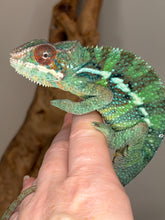Load image into Gallery viewer, Close-up of emerging yellow highlights on male Ambilobe Panther Chameleon from Flash Jr. × Aslan bloodline
