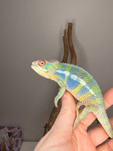 Load image into Gallery viewer, ambilobe panther chameleon sire flash jr showing bright colors