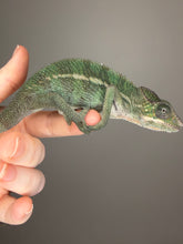 Load image into Gallery viewer, Side view of a captive-bred Ambilobe Panther Chameleon raised at FramsChams