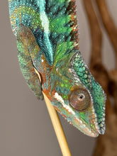 Load image into Gallery viewer, Ambilobe Panther Chameleon side profile with red and green highlights