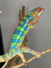 Load image into Gallery viewer, High-color Ambilobe Panther Chameleon with deep saturated greens and blues developing beautifully
