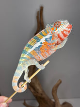 Load image into Gallery viewer, Young Ambilobe Panther Chameleon with gentle, cautious personality