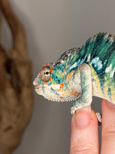 Load image into Gallery viewer, 5–6 month old Ambilobe panther chameleon male early coloration