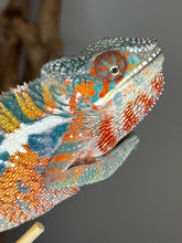 Load image into Gallery viewer, Close-up of shy young Ambilobe Panther Chameleon showing early vibrant colors