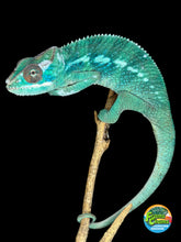 Load image into Gallery viewer, Juvenile Ambilobe Panther Chameleon showing emerging teal and blue coloration