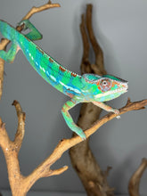 Load image into Gallery viewer, Healthy juvenile Ambilobe Panther Chameleon perched and alert.